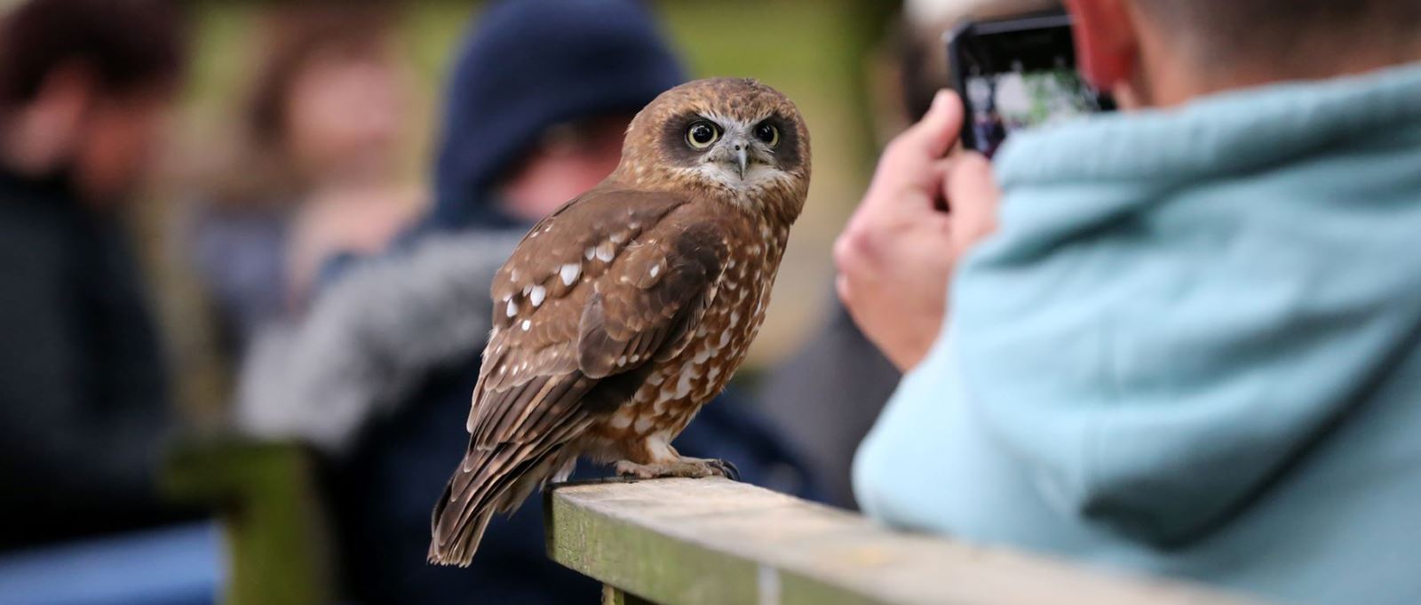 Boobook Owl at the Hawk Conservancy Trust